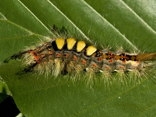 A vapourer moth caterpillar rests on a leaf, showing off its variety of colourful tufts of hair