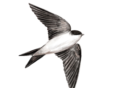 How to identify swifts, swallows, sand martins and house martins | The ...