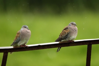 Turtle doves