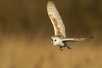 Cornwall Wildlife Trust - Five frequently sighted birds of prey in