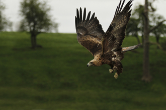 Golden eagle in flight