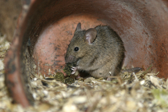 tiny mouse in garden