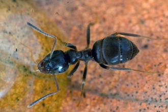 Southern wood ant  The Wildlife Trusts