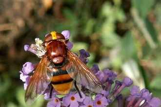 A hornet mimic hoverfly perched on small purple flowers