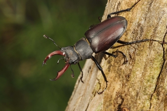 rhinoceros beetle stag beetle