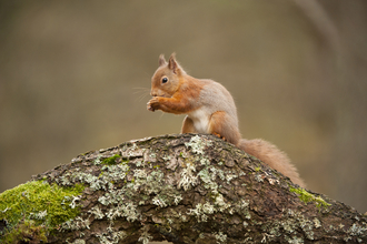 Red Squirrels - Mark Hamblin/2020VISION