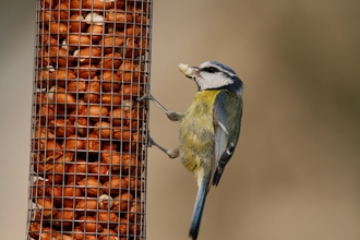 injured bird food