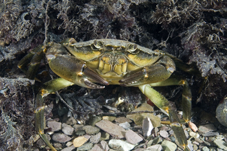 Edible Crab | The Wildlife Trusts