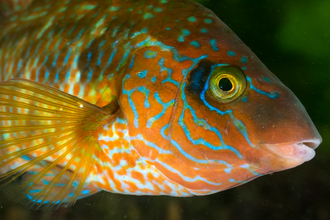 Corkwing wrasse
