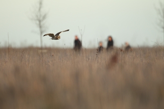 short eared owl