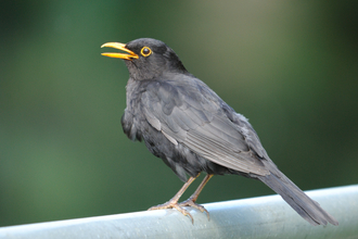 Singing blackbird