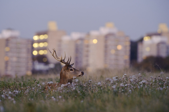 Urban red deer
