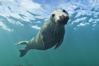 Grey seal underwater