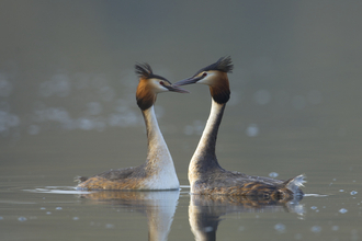 Great crested grebes