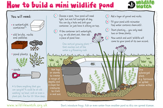 Mini pond activity sheet