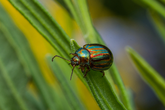 iridescent green beetle