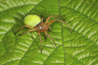 Why Spiders Make Webs - Woodland Trust - Woodland Trust