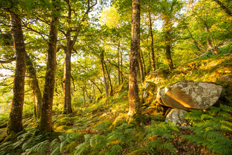  Coed crafnant general woodland landscape 