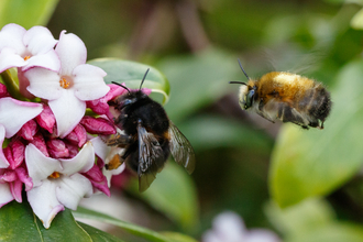 Hairy-footed flower bees 