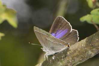 A purple hairstreak perched on a slim branch, its wings open to reveal the flash of purple on the upper surface