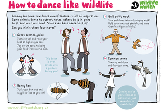 Dance Like wildlife activity sheet