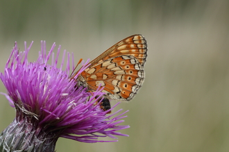 Marsh Fritillary, Vaughn Matthews