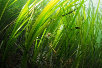 Snakelock anemone in seagrass