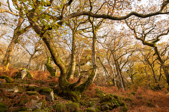 Oak landscape