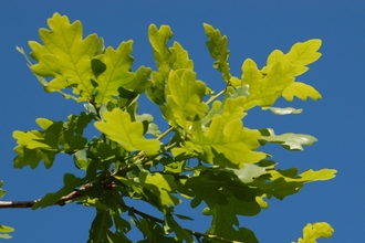 Oak Leaf