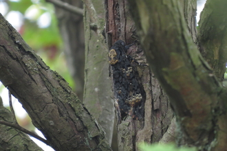 A death's-head hawk-moth clings to a tree trunk. The pale markings on its back resemble a skull