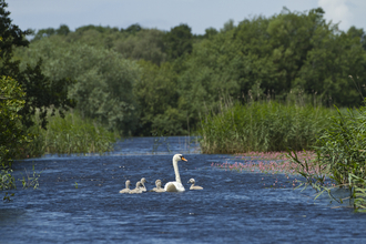 Swans in Channel