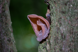 A jelly ear fungus growing from the trunk of a tree. It's a wrinkled, pinkish fungus that looks remarkably like an ear