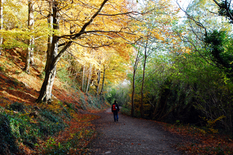 Walk in the woods