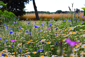 a field of wildflowers including cornflowers and oxeye dasies