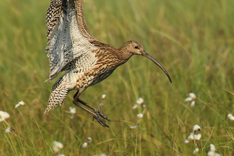 A curlew lands in the grass, its wings stretched behind it