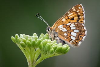 Duke of Burgundy