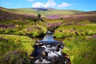 Skiddaw Forest landscape featuring stream and purple heather credit  Joe Murphy