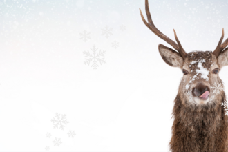 A red deer stag licking its nose as snow gathers on its fur