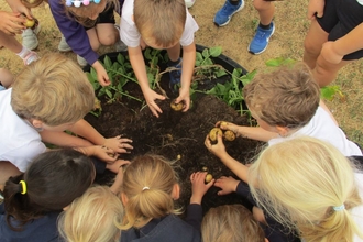 School children harvest potatoes from a small raised bed.