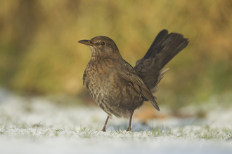 A female blackbird on the ground, with her tail cocked, looking alert