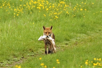 Fox walking through a field carrying a large pike in its mouth. 