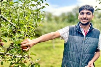 Man picks an apple from an apple tree in an orchard. 