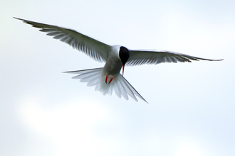 Common tern