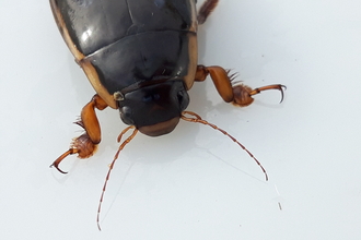 Close up on the head and thorax of a king diving beetle, a large black beetle with yellowish edges to the body