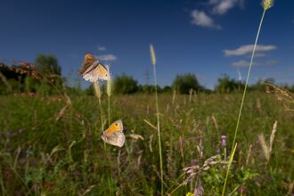 Two meadow brown butterflies fluttering above a grassy meadow. The butterflies are brown and orange with a black spot on the tip of their wings.  A dark blue sky behind them.