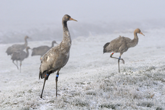 Crane in winter
