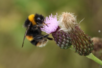 Buff-tailed bumblebee