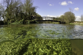 Split level view of the River Itchen, with aquatic plants: Blunt-fruited Water-starwort (Callitriche obtusangula) England: Hampshire, Ovington, May