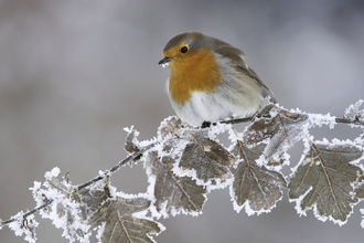 Robin perched on a frosty branch