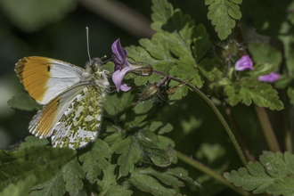 orange tip